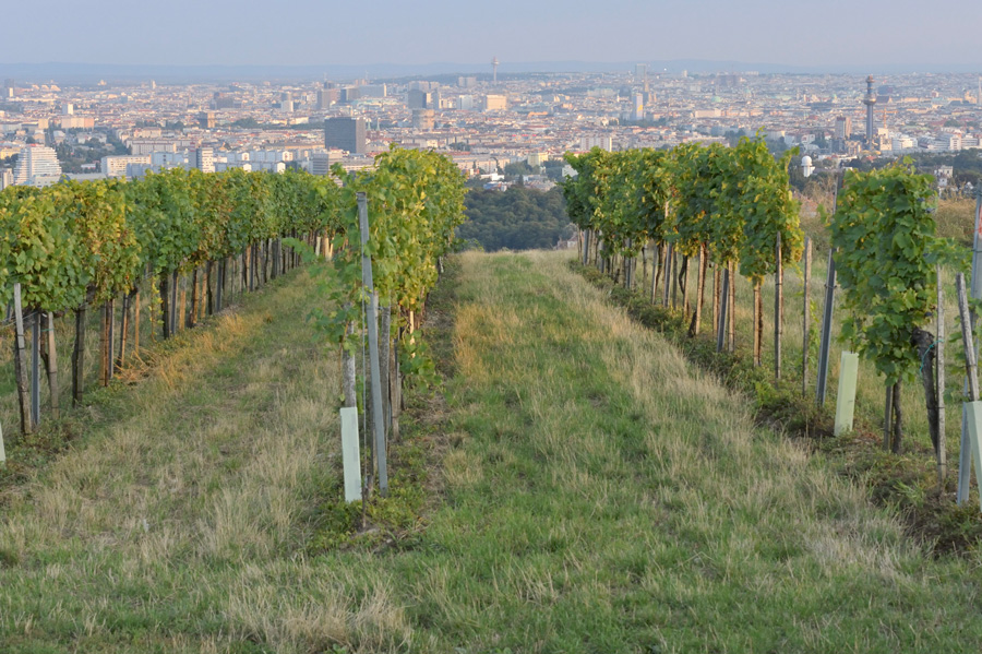 Heuriger, Buschenschank, Vienne, Kahlenberg, Vin, Vignobles, Wiener Weinwandertag