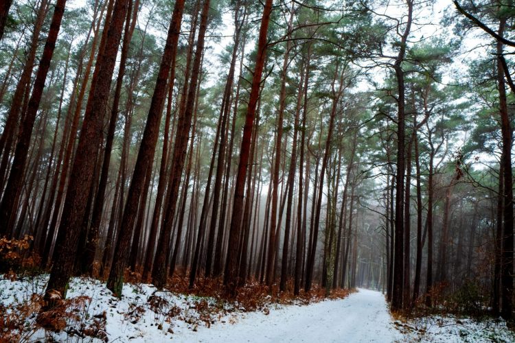 Usedom, Allemagne - 2026